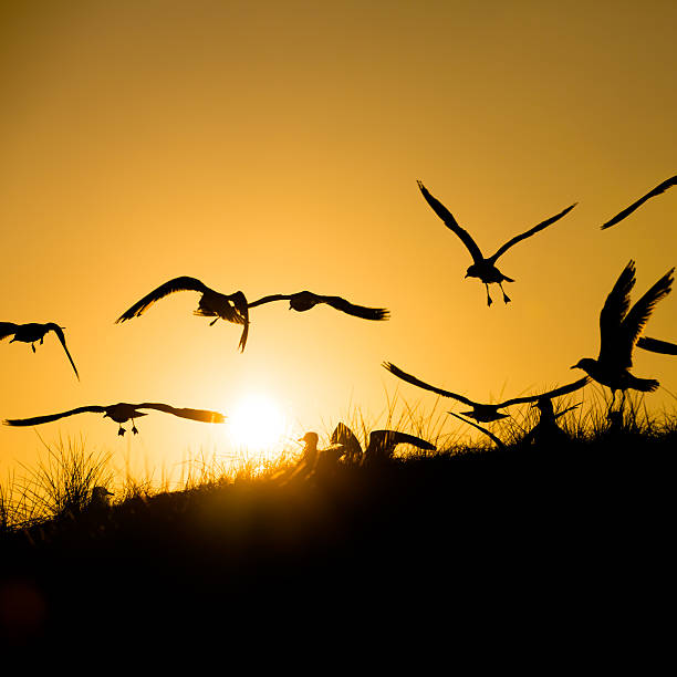 istock Seagulls in the evening sun 171324451