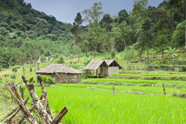 istock North Thailand Rice Field Hut Mae Hong Son 171324534
