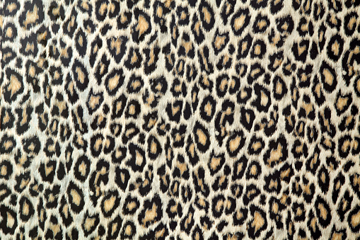 Leopard Skin TexturePlease see some similar pictures from my portfolio: