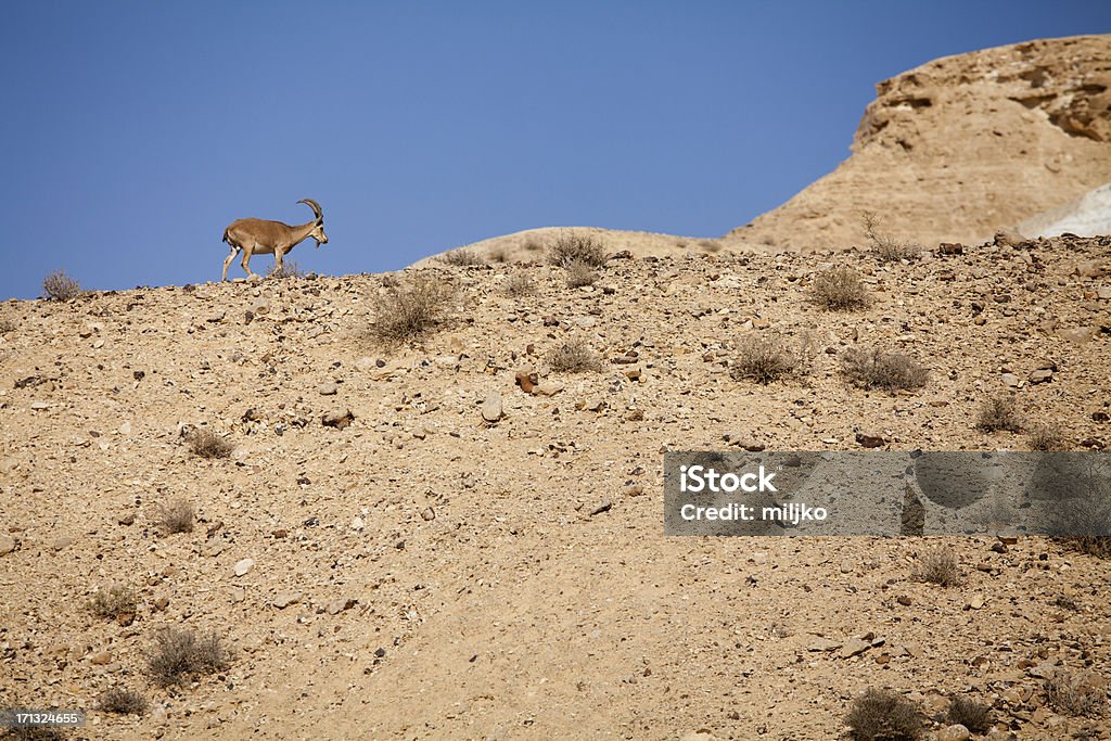 누비아 아이벡스염소 - 로열티 프리 Nubian Ibex 스톡 사진