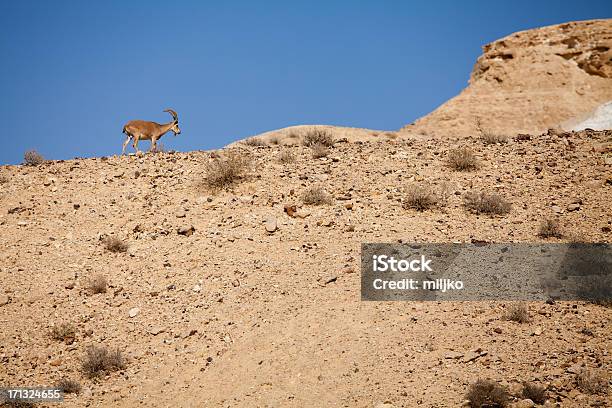 누비아 아이벡스염소 Nubian Ibex에 대한 스톡 사진 및 기타 이미지 - Nubian Ibex, 갈색, 고산지대 아이벡스염소