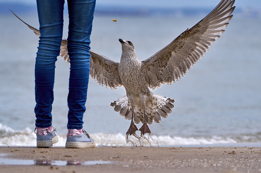 European herring gull (Larus argentatus) brown juvenile jumping for food, dropped by a girl in jeans and sneakers on the beach - Usedom, Baltic Sea, Germany