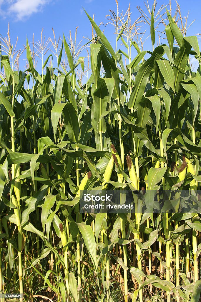 Cornfield Corn field closeup Agricultural Field Stock Photo