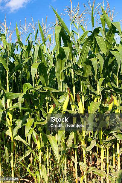 Cornfield Stock Photo - Download Image Now - Agricultural Field, Blue, Cereal Plant