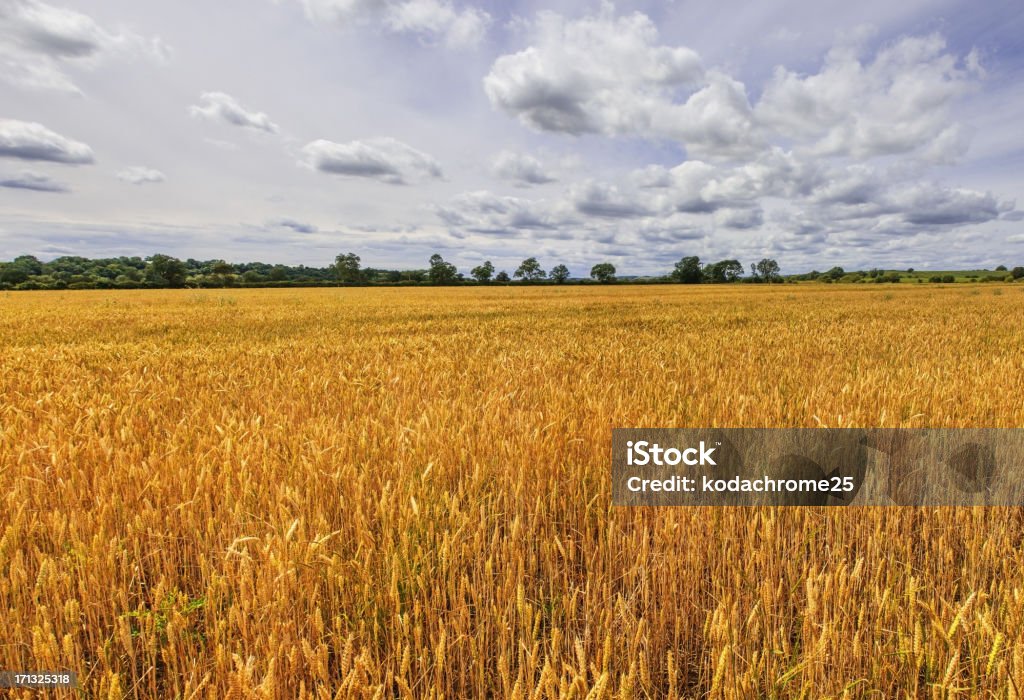 Culturas - Royalty-free Agricultura Foto de stock