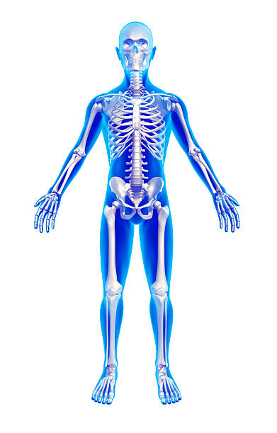 istock Male anatomy with skeleton - isolated w clipping paths 171325426