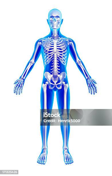 Мужская Анатомия С Каркасомизолированных С Обтравочным Контуром — стоковые фотографии и другие картинки Скелет человека