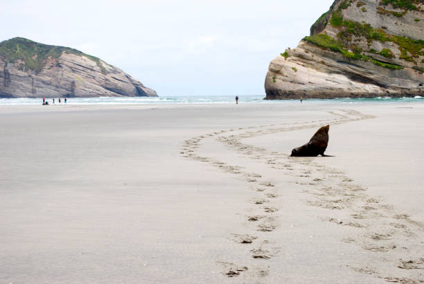 lone tenuta wharariki spiaggia, golden bay, nz - golden bay foto e immagini stock