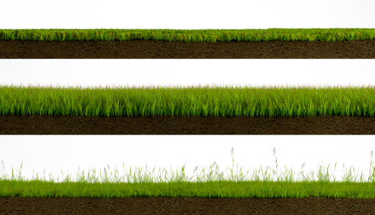 3 types of Isolated grass on white background cross section with soil