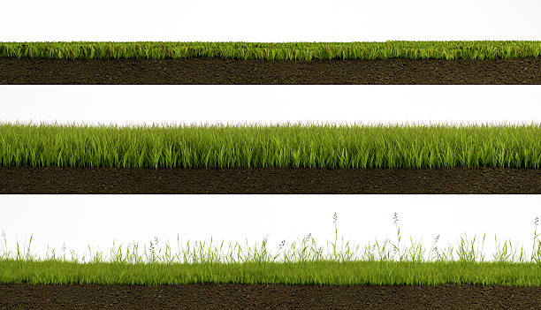 Isolated grass 3 types of Isolated grass on white background cross section with soil cross section stock pictures, royalty-free photos & images