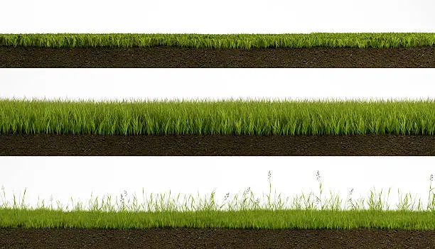 3 types of Isolated grass on white background cross section with soil