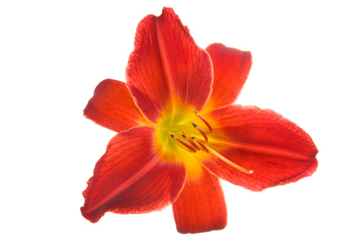 Red lily flower isolated on white background. Studio shot.