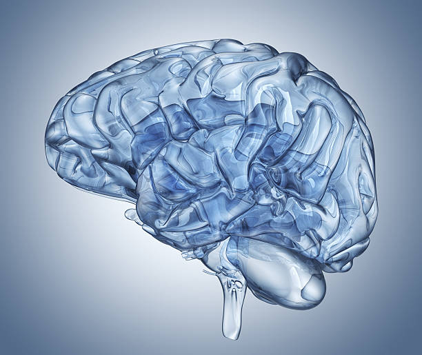 Crystal clear mind. Side view Glass human brain. Clipping path included cerebellum stock pictures, royalty-free photos & images