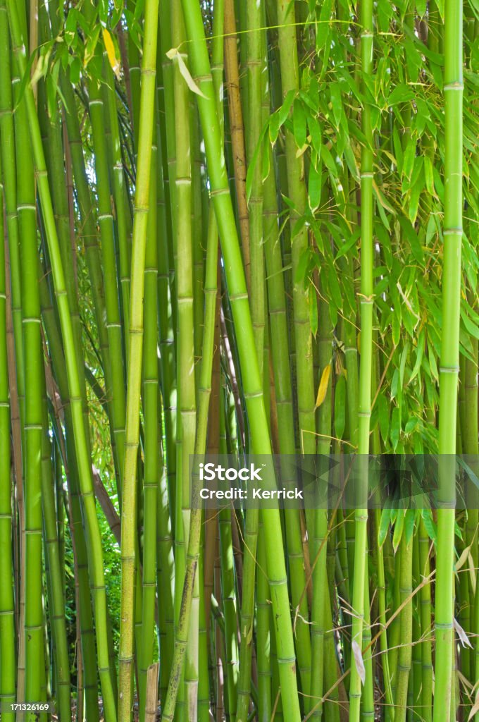 Bambus-Pflanzen - Lizenzfrei Abstrakt Stock-Foto