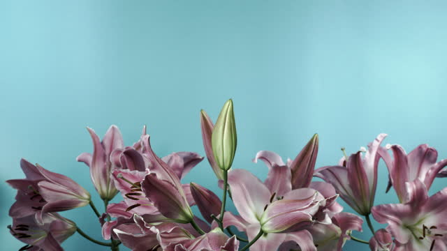 Lily flowers blooming on blue background time lapse