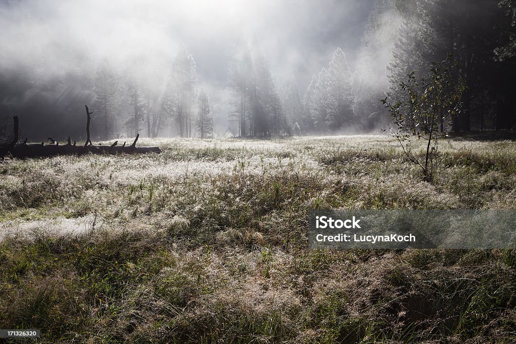 Foggy Morgen im Yosemite Valley - Lizenzfrei Naturwald Stock-Foto