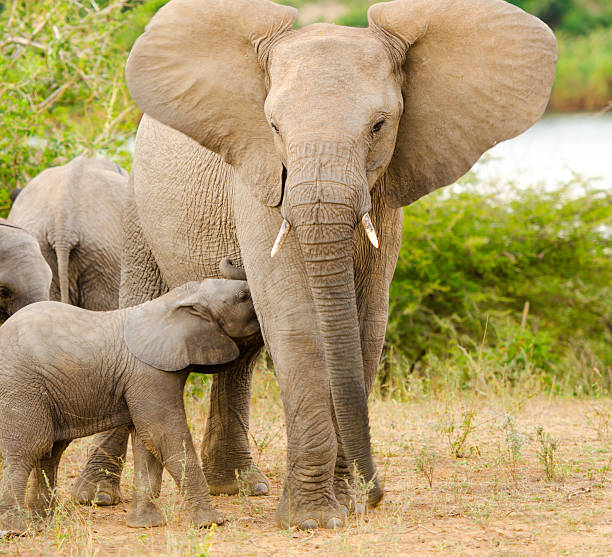 istock Elephant Calf Nursing - South Africa 171326404