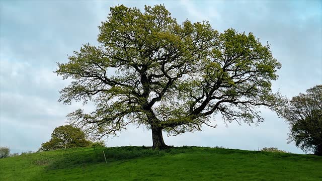 Experience the changing of the seasons with this full years timelapse of an old Oak Tree. Spring, Summer, Autumn, Winter. Looping Background