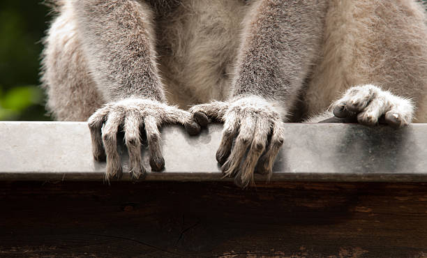 Cute lemure hands stock photo