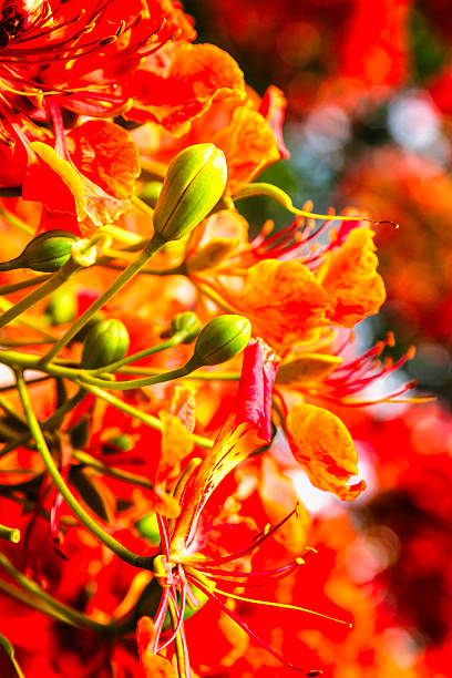 Delonix regia flower - Flamboyant background
