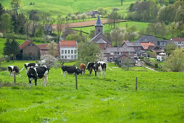 Dutch countryside with small village and cows.