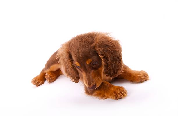 istock Dachshund Puppy Lying Down 171326800