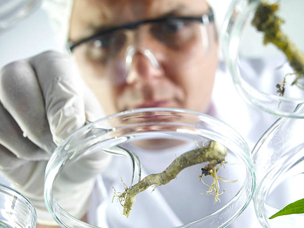 istock Scientist Examining Petri Dishes 171326929