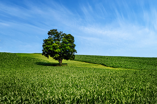 A single oak tree is standout in the midst of a corn field with a grass embankment. It is a beautiful summer day in this agricultural shot. The sky features wispy clouds on a blue day. Copy space in the sky.