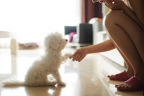 communication et se serrant la main-xl - dog animal pets profile photos et images de collection
