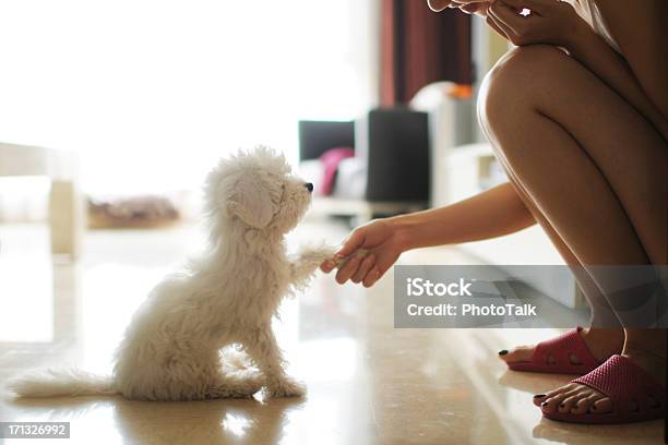 Communication And Shaking Hand Xlarge Stock Photo - Download Image Now - Dog, Puppy, Obedience Training