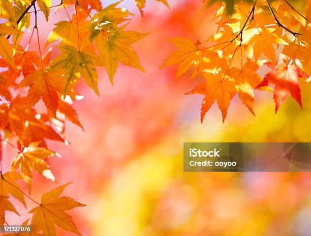 Helle Herbstfarben Stockfoto und mehr Bilder von Fächerahorn - Fächerahorn, Herbstlaub, Ast - Pflanzenbestandteil