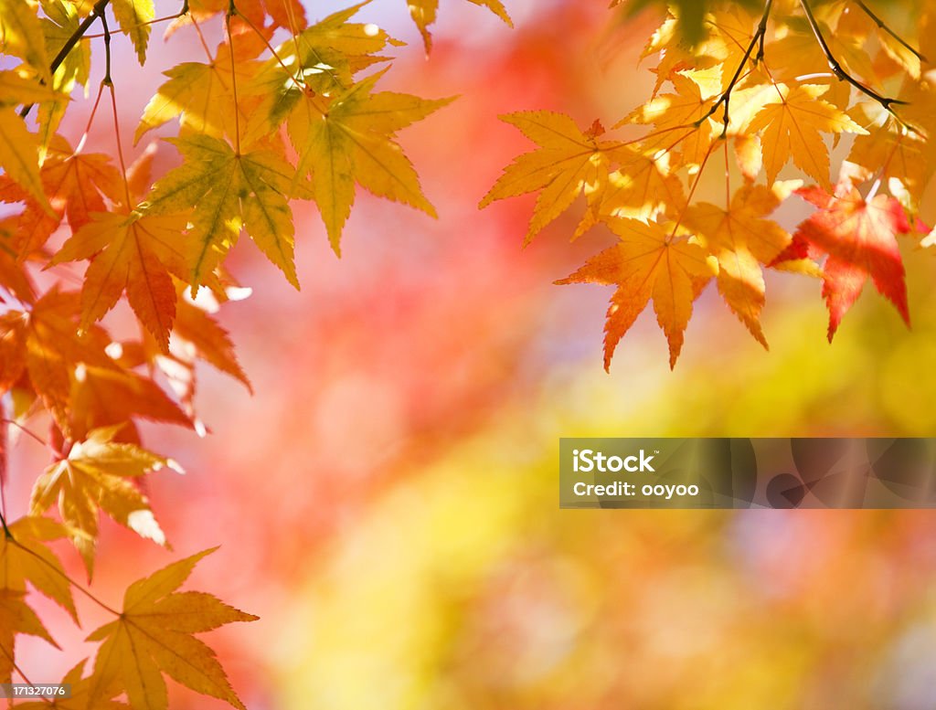 L'automne de couleurs vives - Photo de Feuillage automnal libre de droits