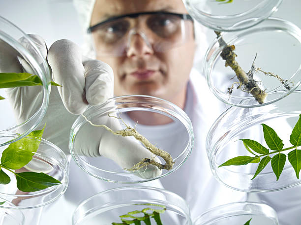 istock Scientist Examining Petri Dishes 171327307