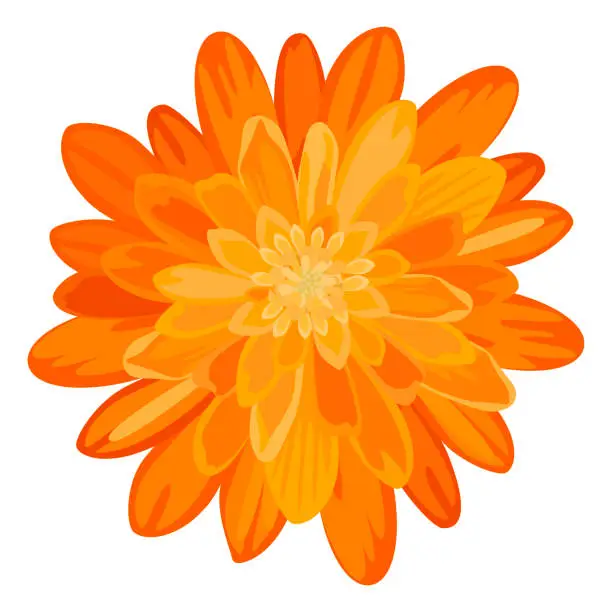 Vector illustration of Vector orange marigold flower isolated on white background