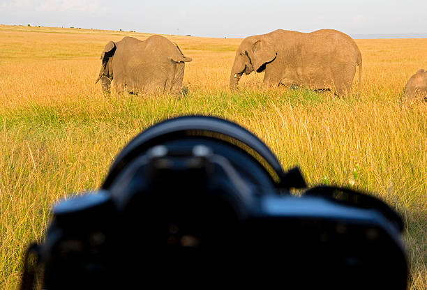 istock Wildlife Photography 171327411