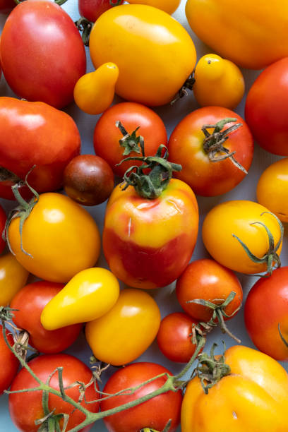 istock Red and yellow fresh organic tomatoes, close-up image. 1713275132