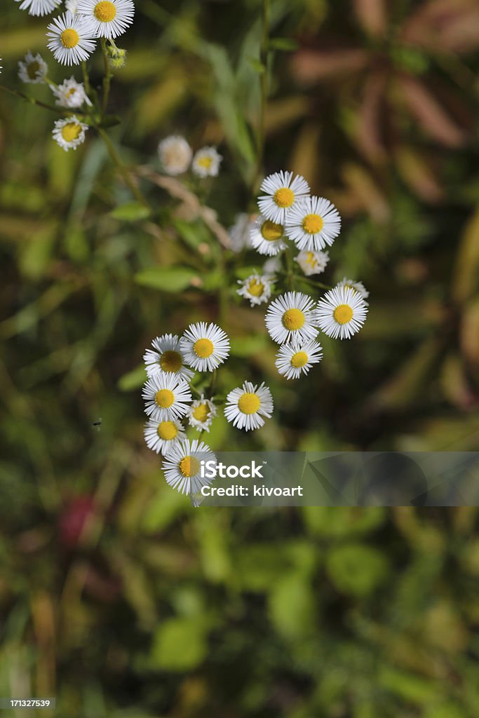 Kamille - Lizenzfrei Bildschärfe Stock-Foto