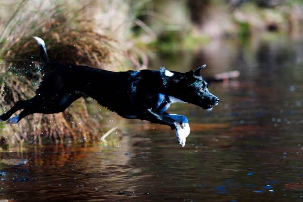 istock Dog jumping in water 171327699