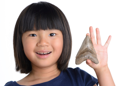 An enthusiastic young girl facing the camera holds up a giant fossil Megalodon shark's tooth. White background.
