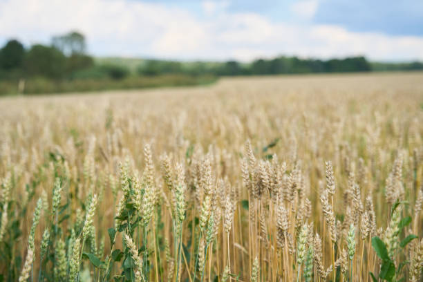 istock Golden wheat field with cloudy blue sky. 1713279907