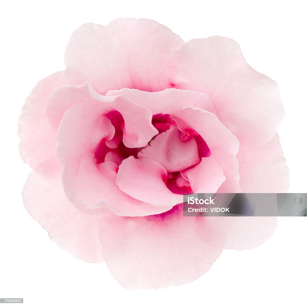 Gloxinia Pink flower on a white background. Flower Stock Photo