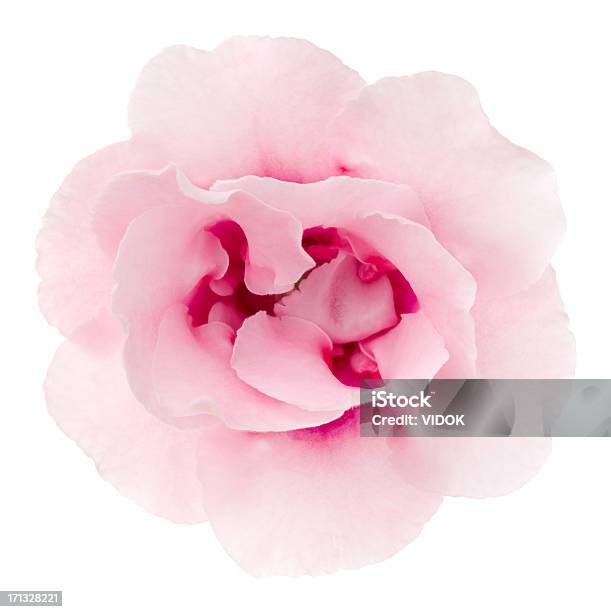 Gloxinia Stock Photo - Download Image Now - Flower, Pink Color, Cut Out