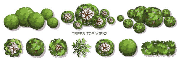 Tree Forest Entourage 570+ Top View Forest Floor Stock Illustrations, Royalty-Free Vector ...