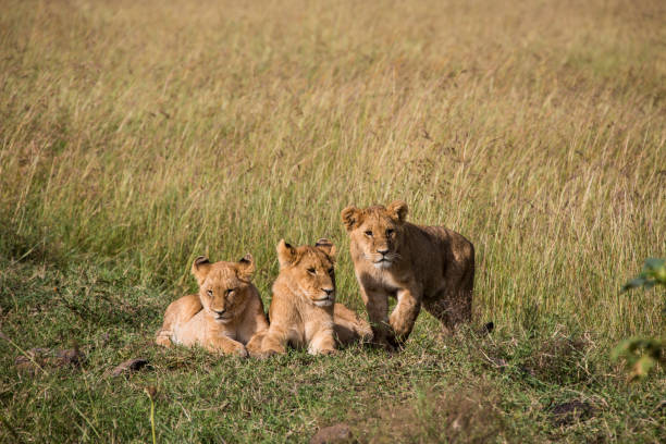 istock Three lion cubs in the Masai Mara Kenia 171328270