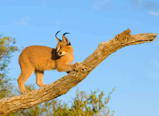 istock Caracal cat - South Africa 171328830