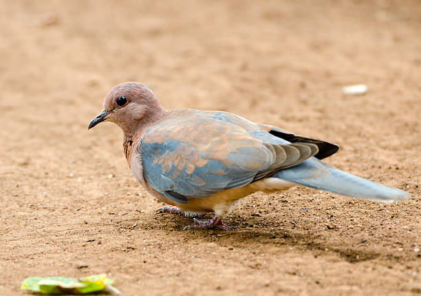People and pigeons