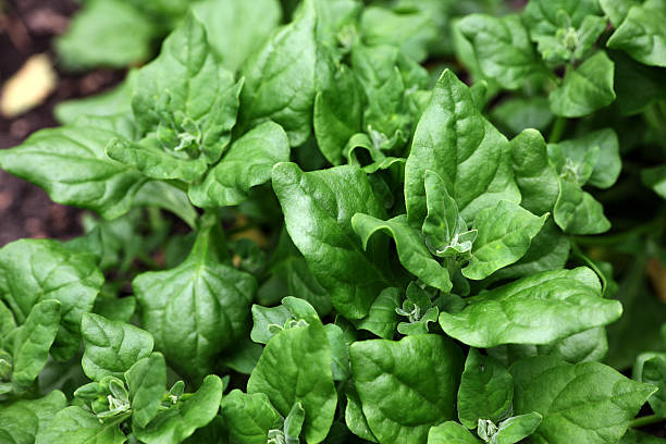 New Zealand Spinach New Zealand Spinach in the garden tetragon stock pictures, royalty-free photos & images