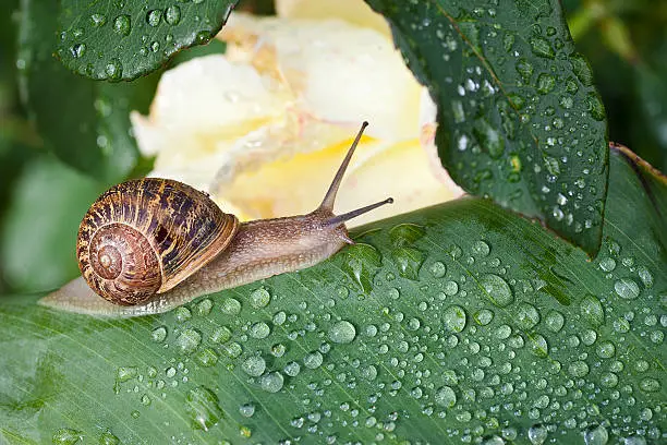 Photo of Snail Crawling On Green Leaf