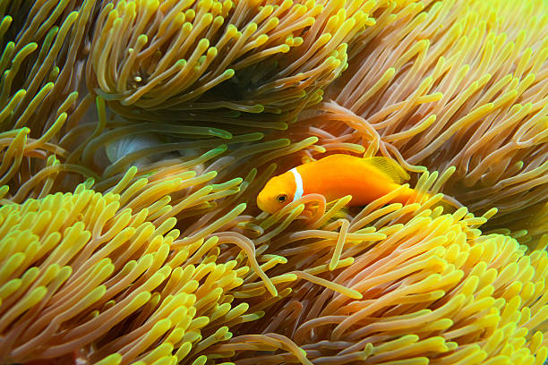 pesce pagliaccio e anemone di mare - vitality sea aquatic atoll foto e immagini stock