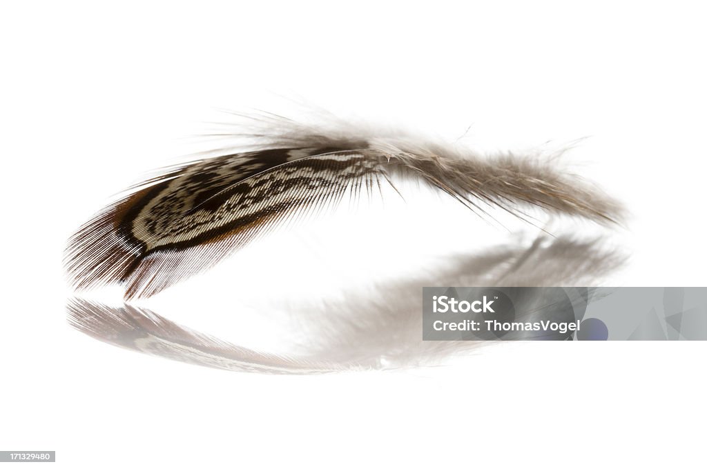 야생조류 깃털 - 로열티 프리 0명 스톡 사진
